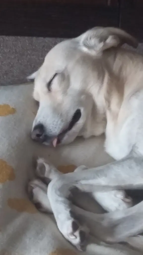 Andachtsbild von Unbekannt