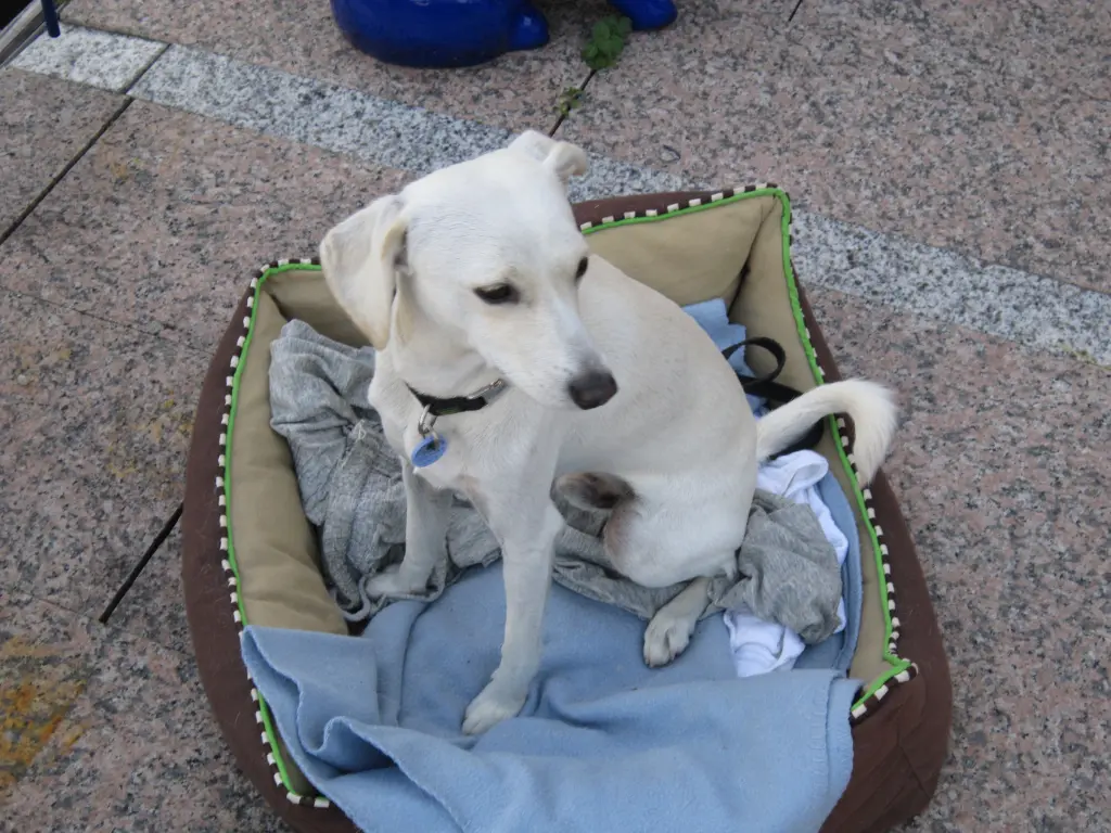 Andachtsbild von An unseren kleinen Linus