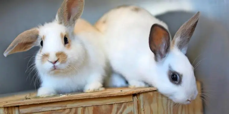 Andachtsbild von Peterchen und Mila tief im Herzen 