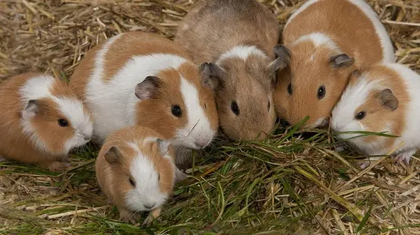 Andachtsbild von Lisa, Henry,Helena,Ludwig,Lena,und Holger tief im Herzen 