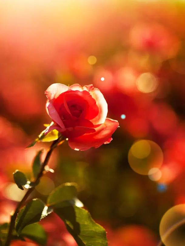 Andachtsbild von von Marianne und Helmut 