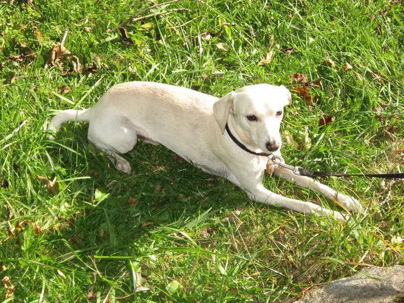 Andachtsbild von Unbekannt