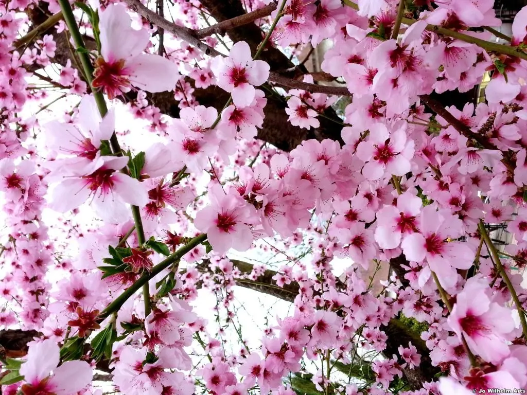 Andachtsbild von Unbekannt