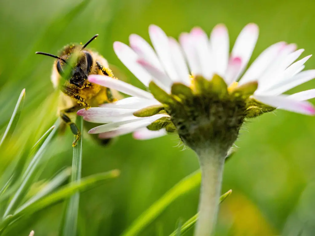 Andachtsbild von Unbekannt