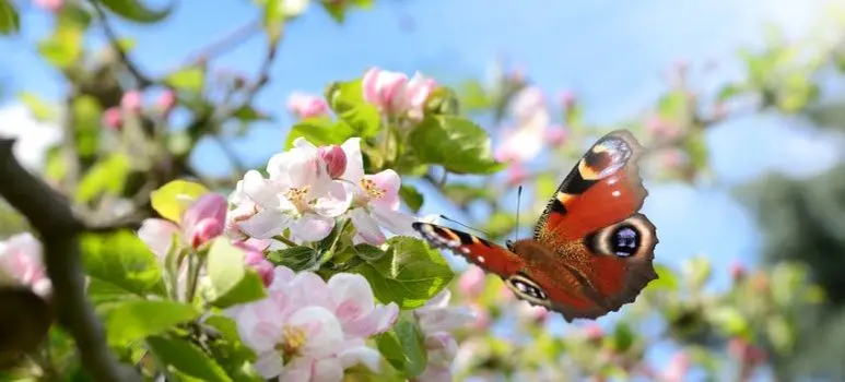 Andachtsbild von Frühlingsgrüße von Marlies 