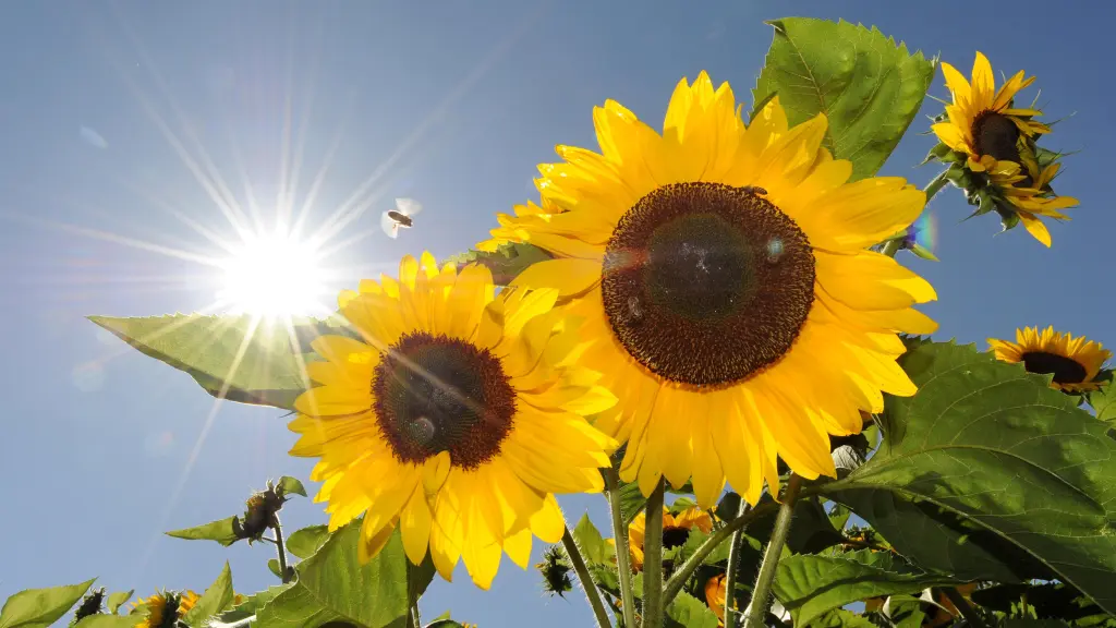 Andachtsbild von Unbekannt