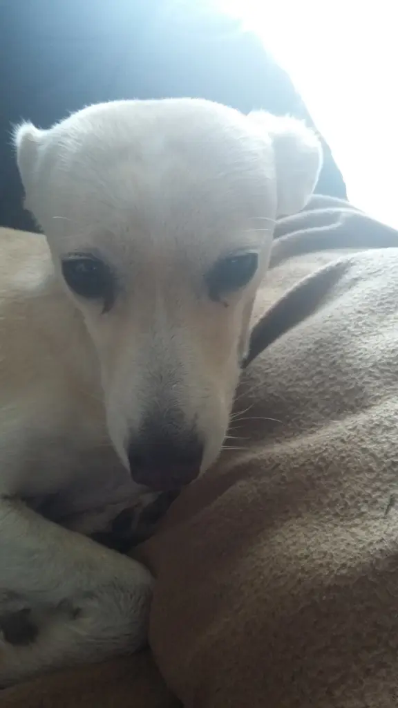 Andachtsbild von Unbekannt