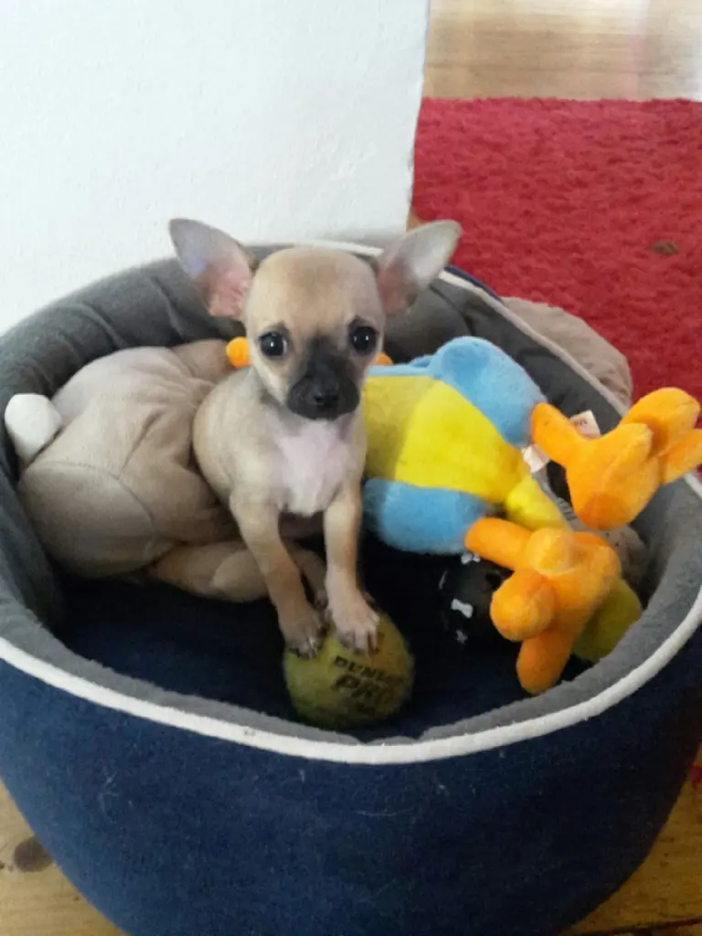 Andachtsbild von Julie sendet dir eine Rose 