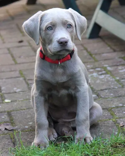 Andachtsbild von Bea und Danny mit Maja Casper,Charlie,Cleer,Emma
