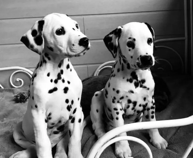 Andachtsbild von Eine Rose auch wieder von Silva und Sina 