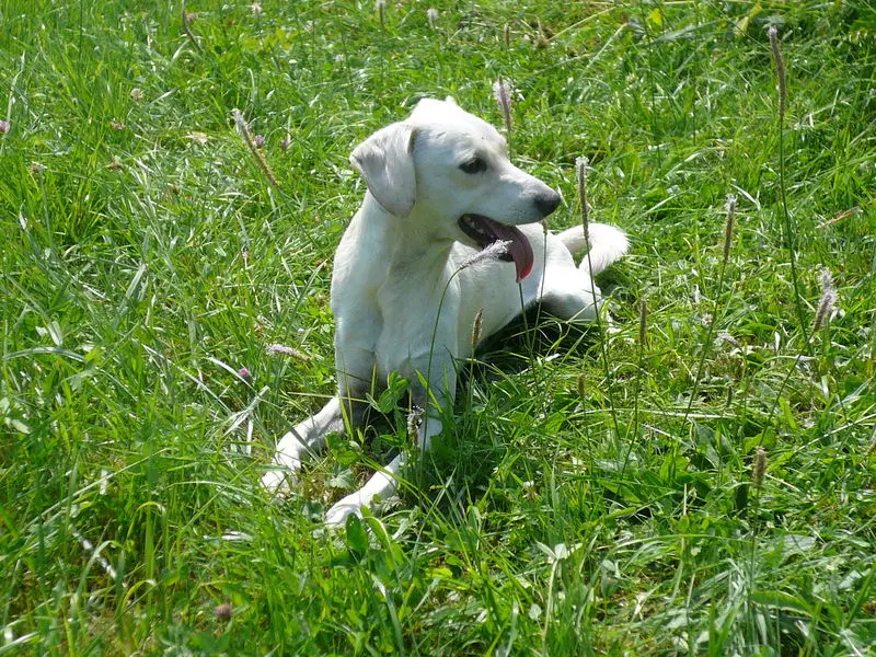 Andachtsbild von Unbekannt