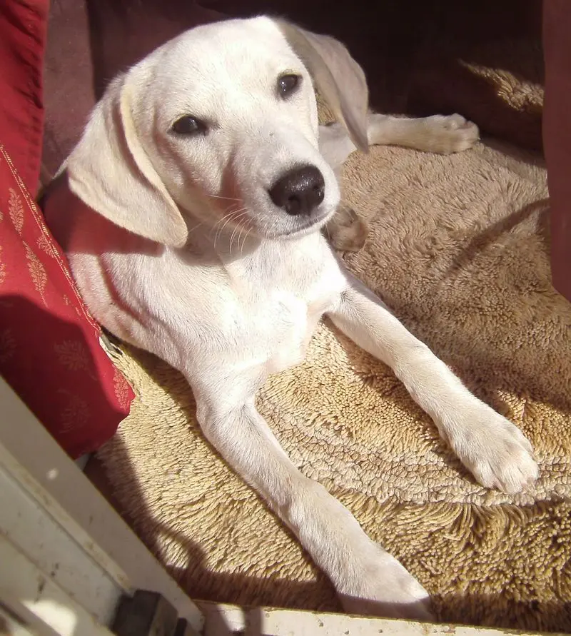 Andachtsbild von Unbekannt