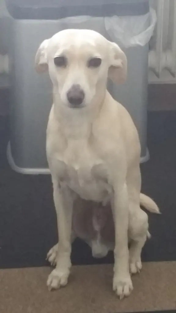 Andachtsbild von Unbekannt