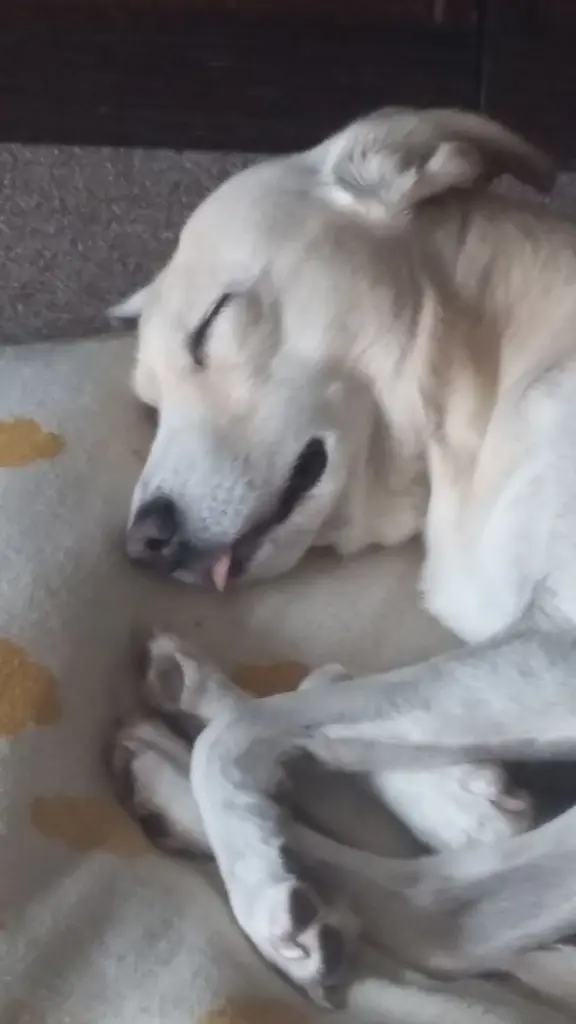 Andachtsbild von Unbekannt