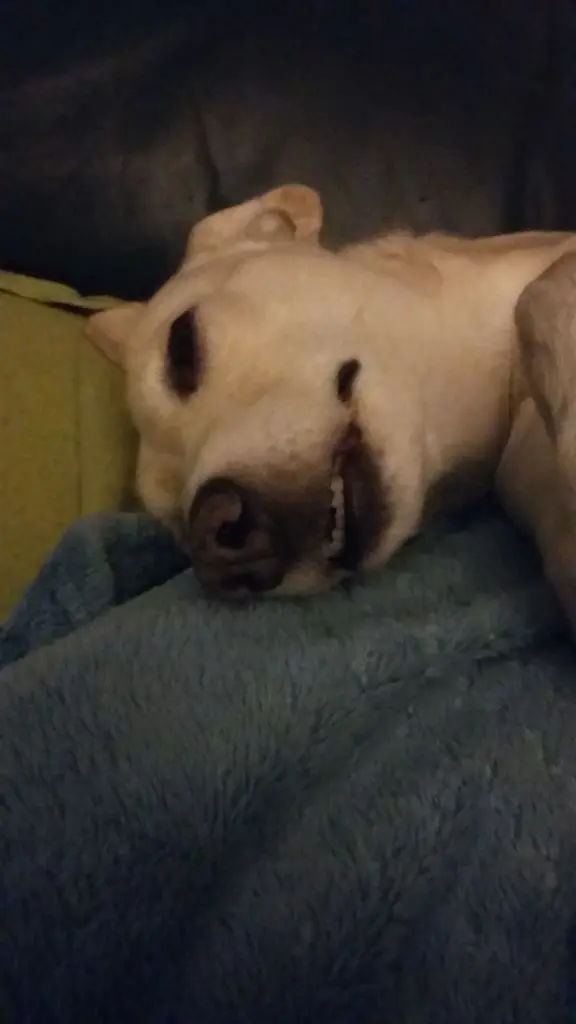 Andachtsbild von Unbekannt