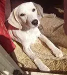 Andachtsbild von Unbekannt