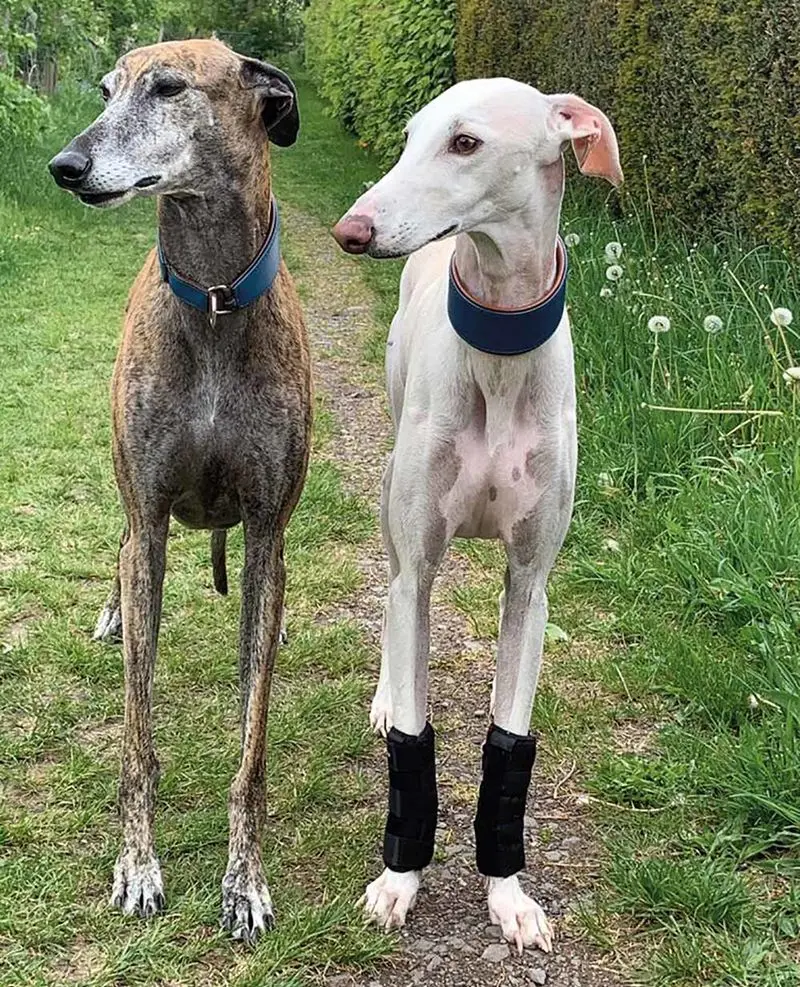 Andachtsbild von Ostergrüße von Baeatice mit Bonnie und Clyde