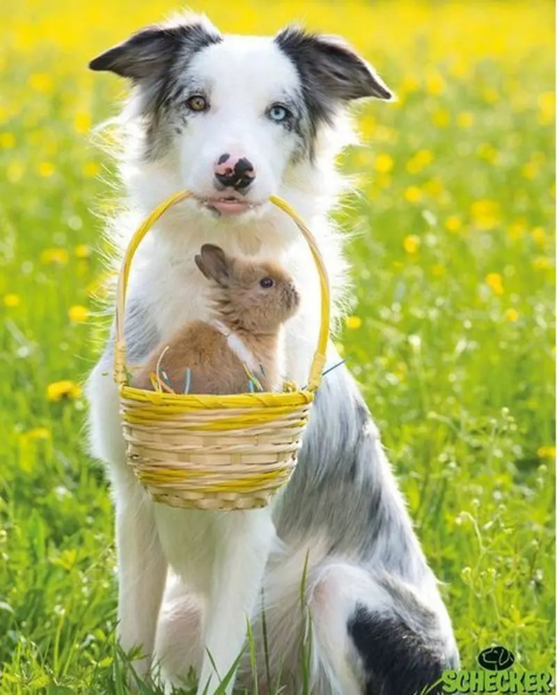 Andachtsbild von Schöne Ostern 