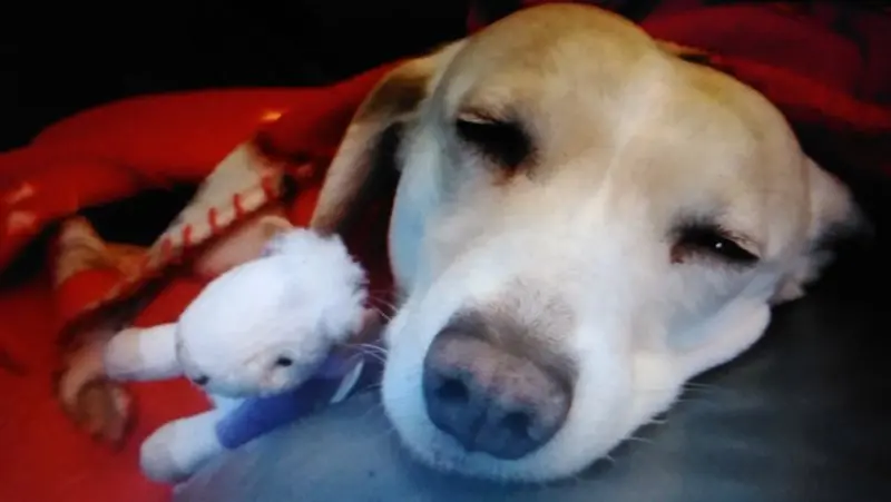 Andachtsbild von Unbekannt