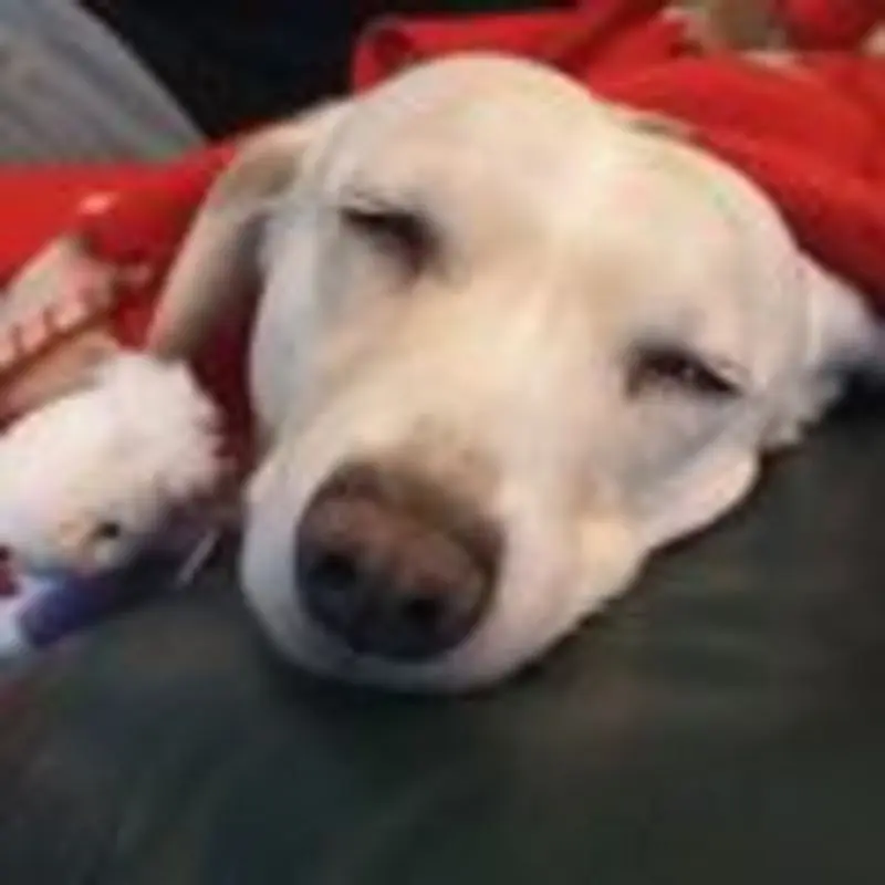 Andachtsbild von Unbekannt