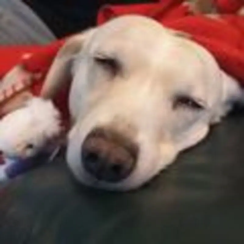 Andachtsbild von Unbekannt