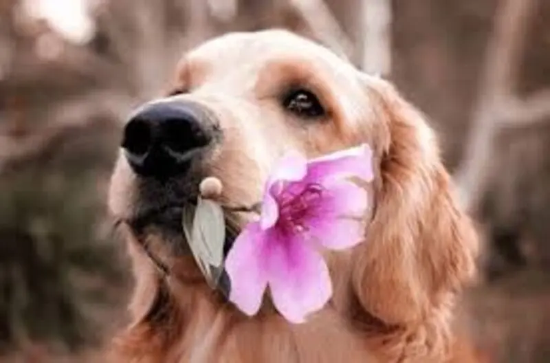 Andachtsbild von Unbekannt