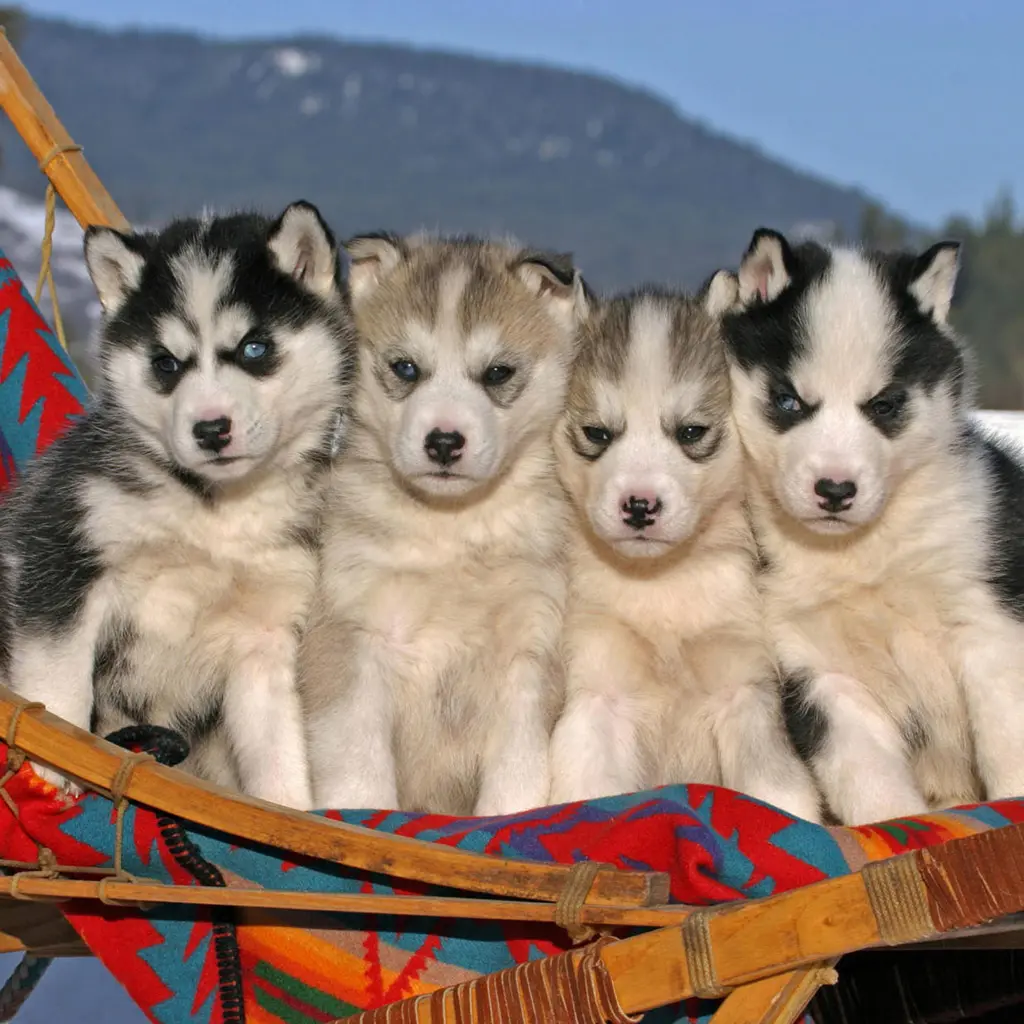 Andachtsbild von Unbekannt