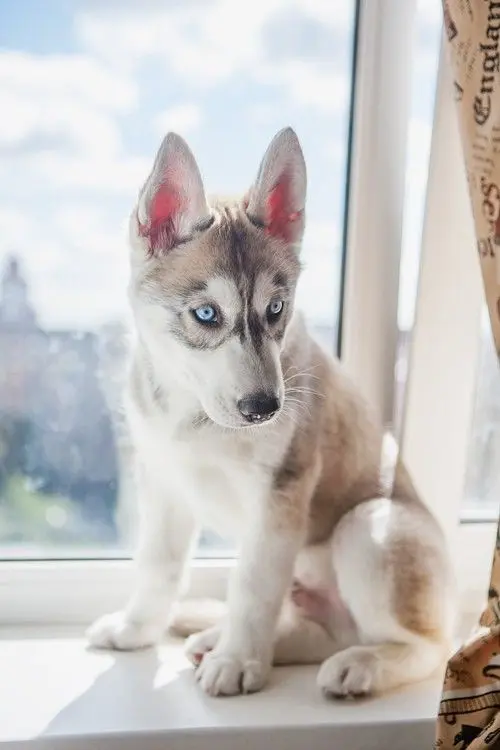 Andachtsbild von Unbekannt