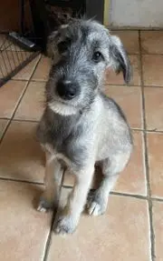 Andachtsbild von Unbekannt