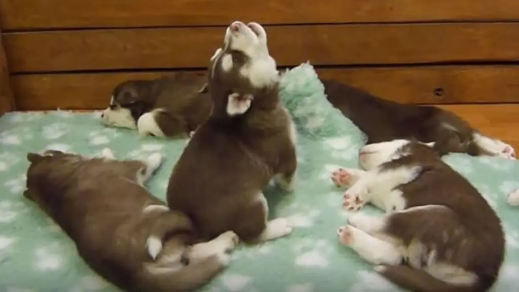 Andachtsbild von Unbekannt