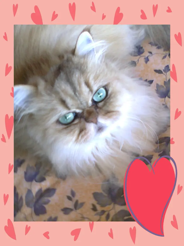 Bild von Ronja