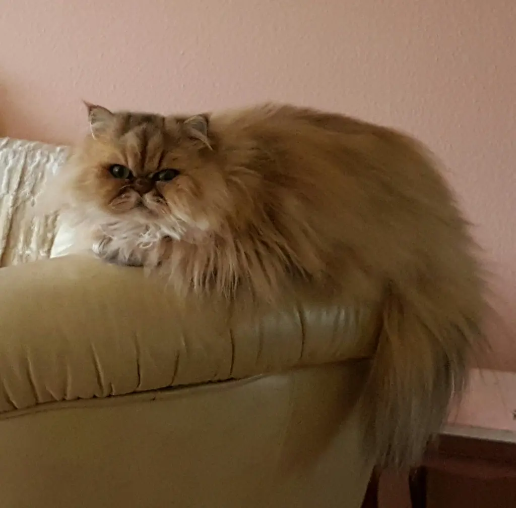 Bild von Ronja