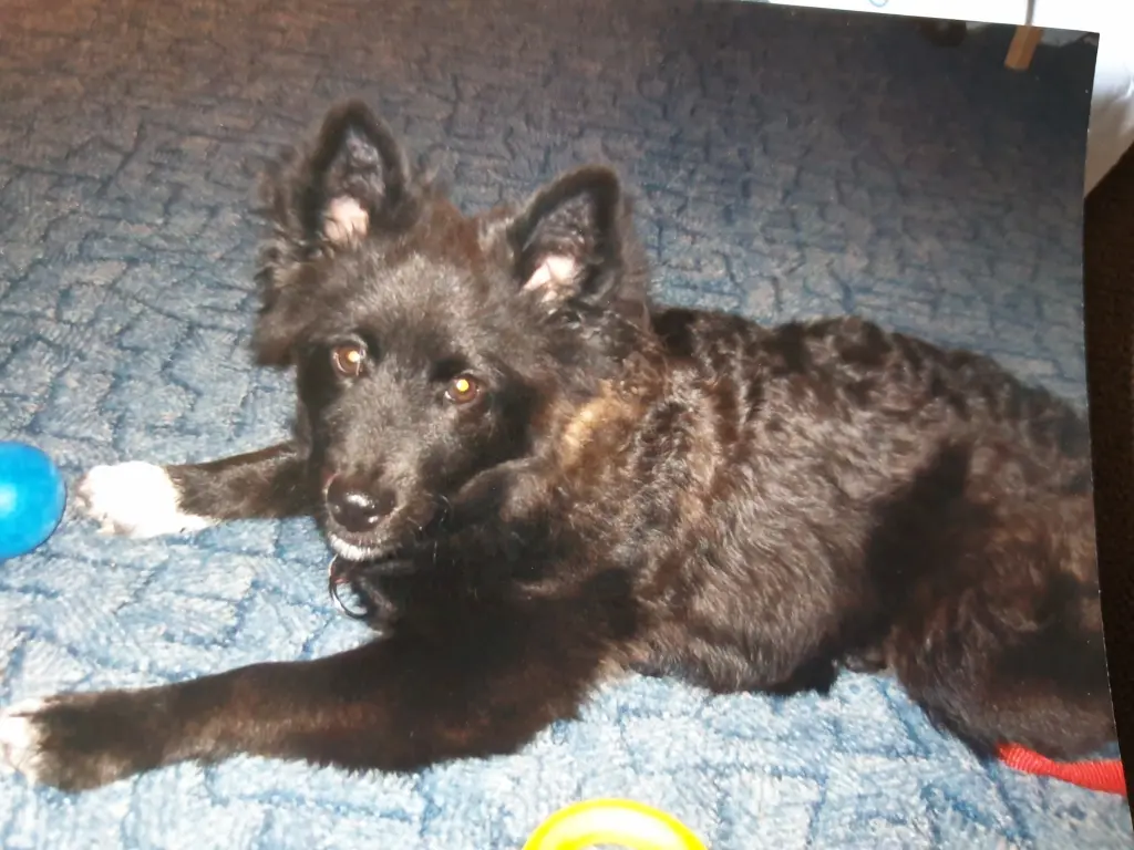 Condolence image of Elke mit Wolle tief im Herzen