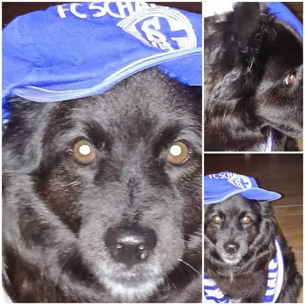 Condolence image of Elke mit Wolle tief im Herzen