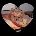 Condolence image of Jutta mit Purzel tief im Herzen ✟ 08.05.2016