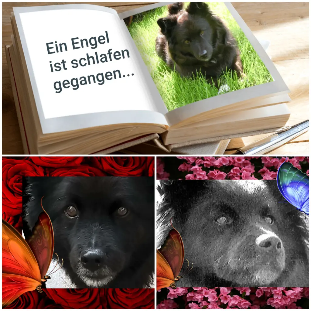 Condolence image of Elke mit Wolle tief im Herzen