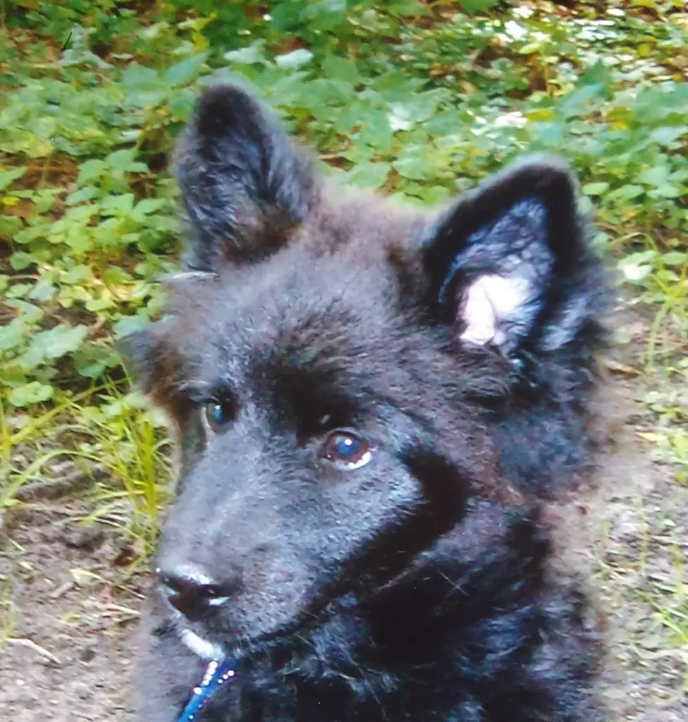 Condolence image of Elke mit Wolle tief im Herzen