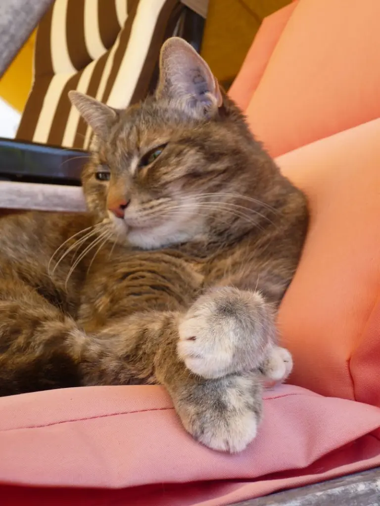 Condolence image of Sabine mit Tigerchen im Herzen