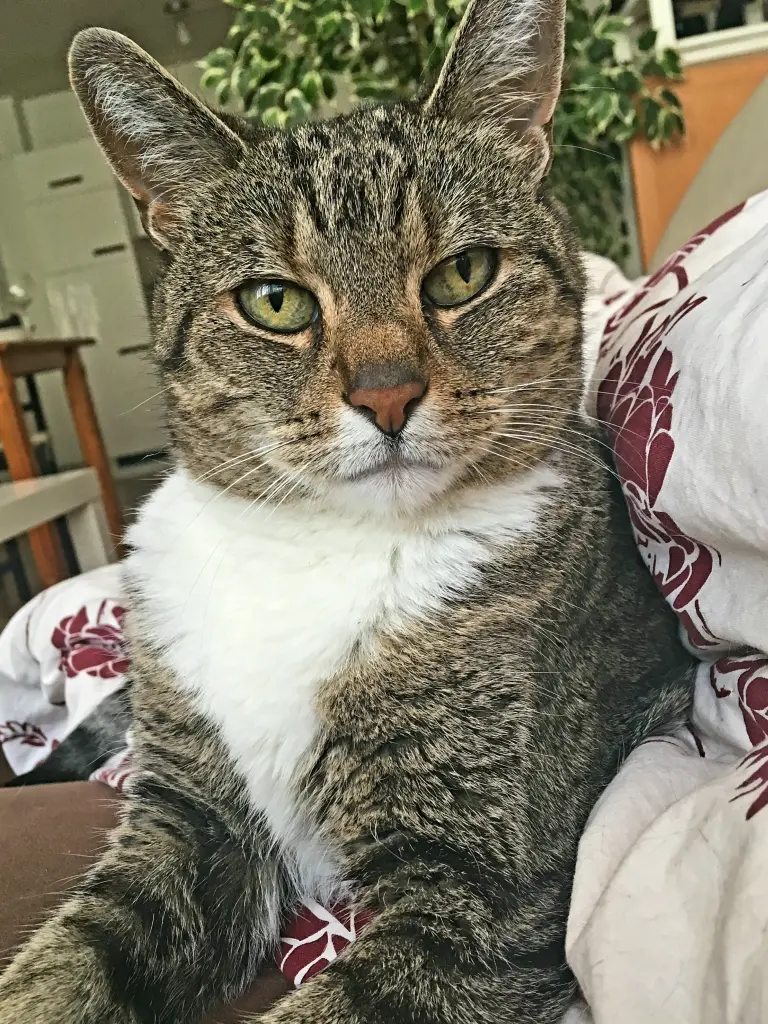 Image from Kitty
