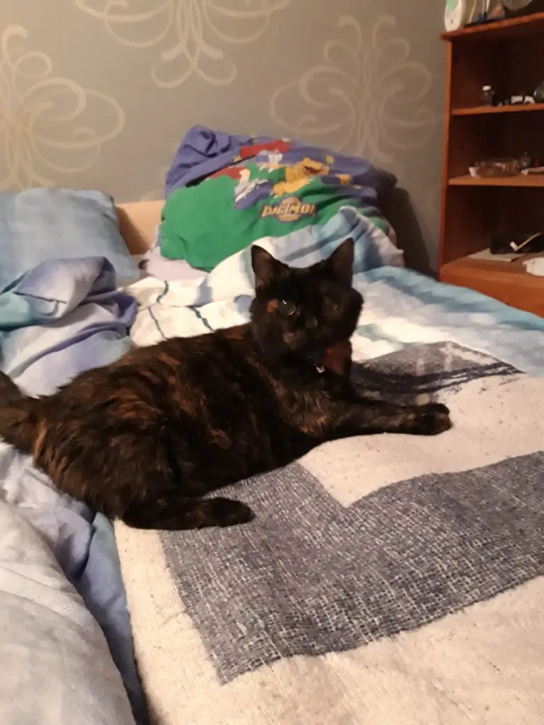 Image from Minou 