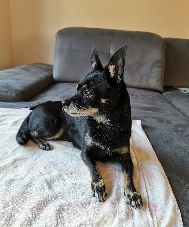 Andachtsbild von Frauchen