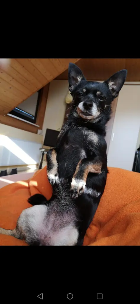 Andachtsbild von Frauchen Sabine