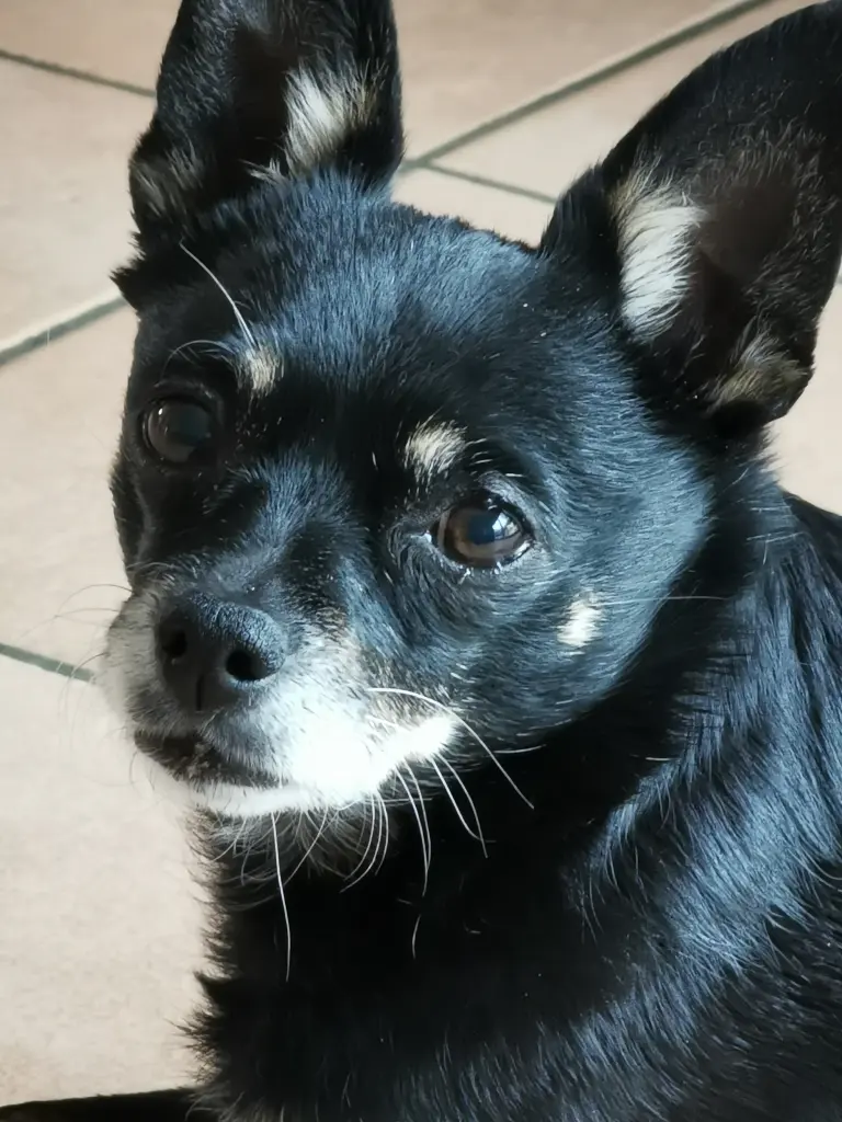 Andachtsbild von Frauchen Sabine