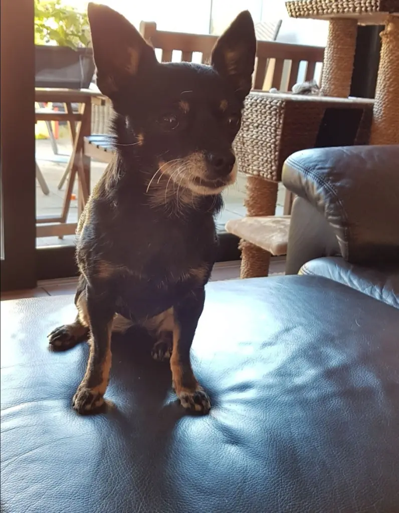 Andachtsbild von Frauchen