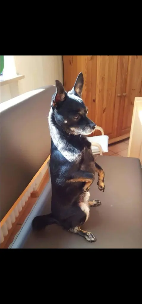 Andachtsbild von Frauchen Sabine