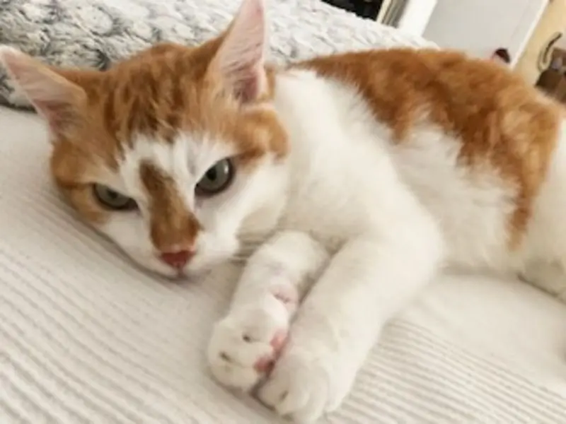 Andachtsbild von Bri mit Krizia im Herzen