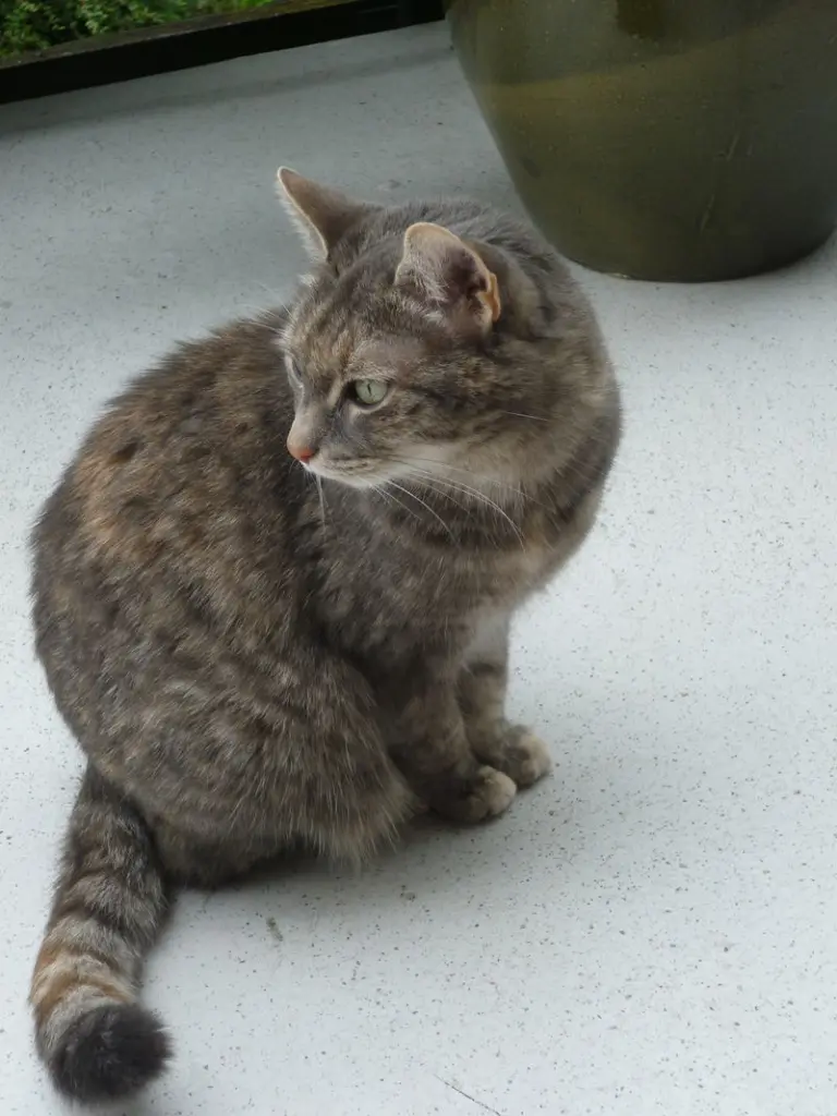 Condolence image of Sabine mit Tigerchen im Herzen