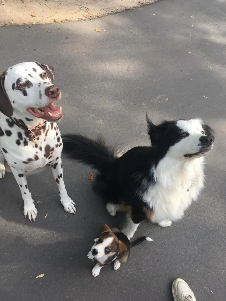 Andachtsbild von René 