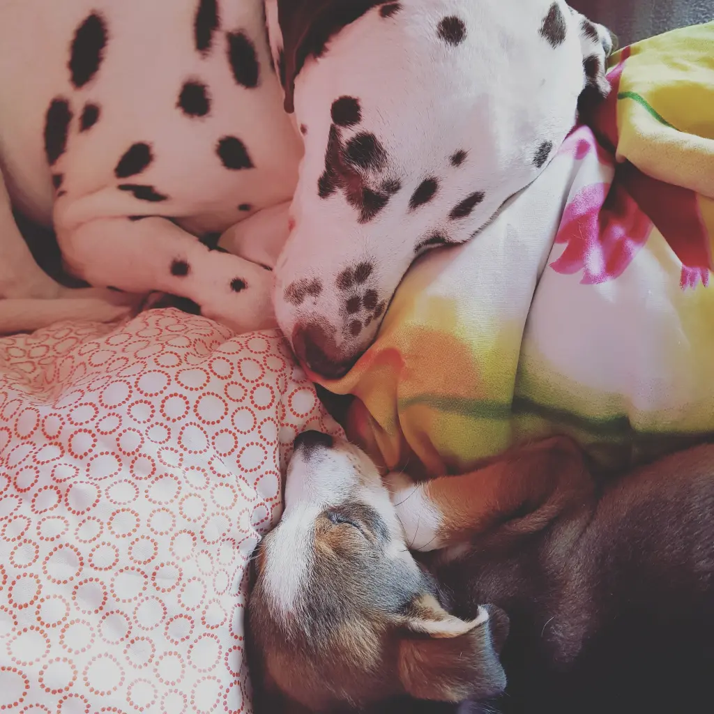 Andachtsbild von Dein Frauchen