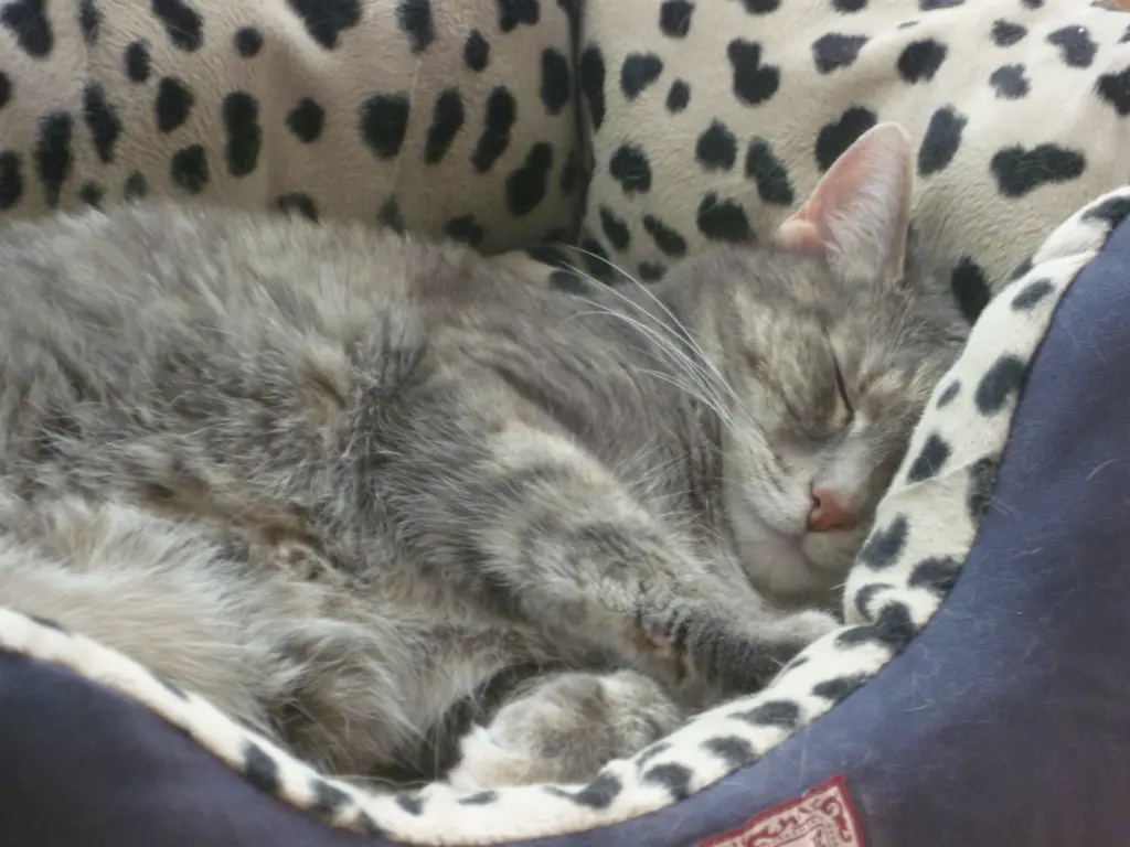 Andachtsbild von Sabine mit Tigerchen im Herzen